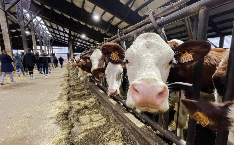 Quelle curiosité ces humains !