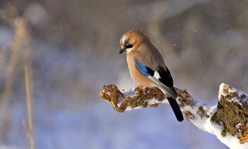 En 19 ans, les oiseaux communs ont diminué de près de 5 % en Auvergne-Rhône-Alpes.