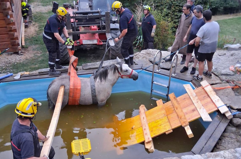 Plus de peur que de mal pour les équidés piégés dans la piscine. 