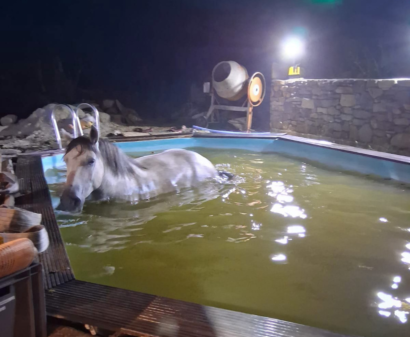 Un petit "bain de minuit" pour les deux animaux, à Saint-Julien-Chapteuil. 