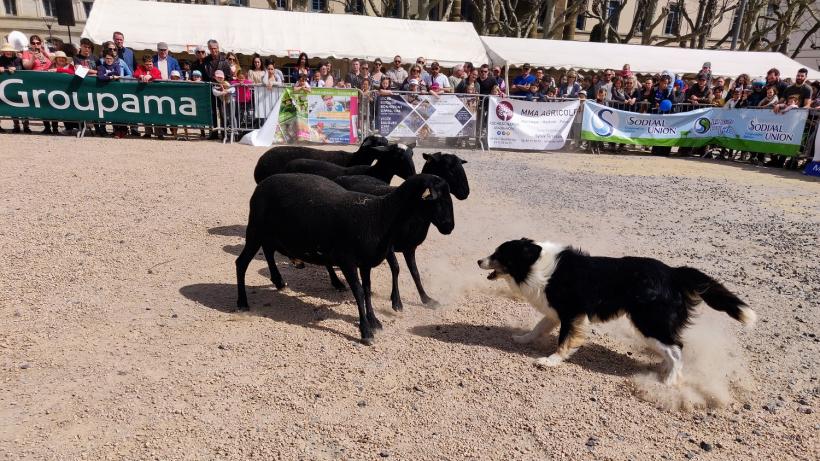 Les chiens de troupeaux ont démontré leurs talents face aux brebis noires du Velay.