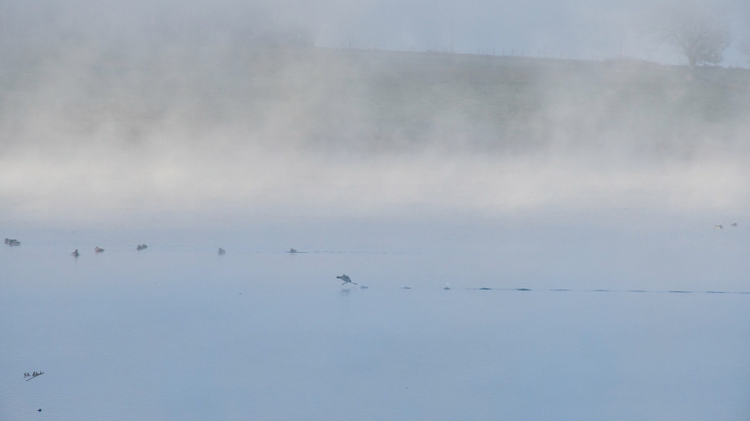 Moment de symbiose entre les plumes et l'eau.