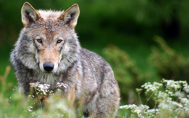 Le Loup gris est une des sous-espèces sauvages de Canis lupus regroupant loup et chien.