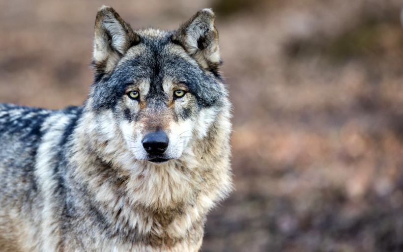 Moins de 1 000 loups vivent sur le territoire français. 