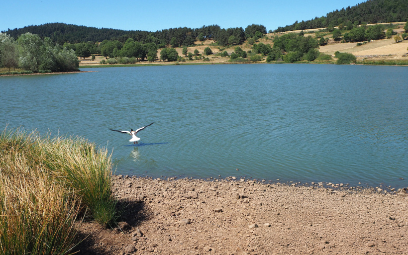 Le lac du Péchay en proie à une véritable hécatombe pour les poissons qu'il abrite. 
