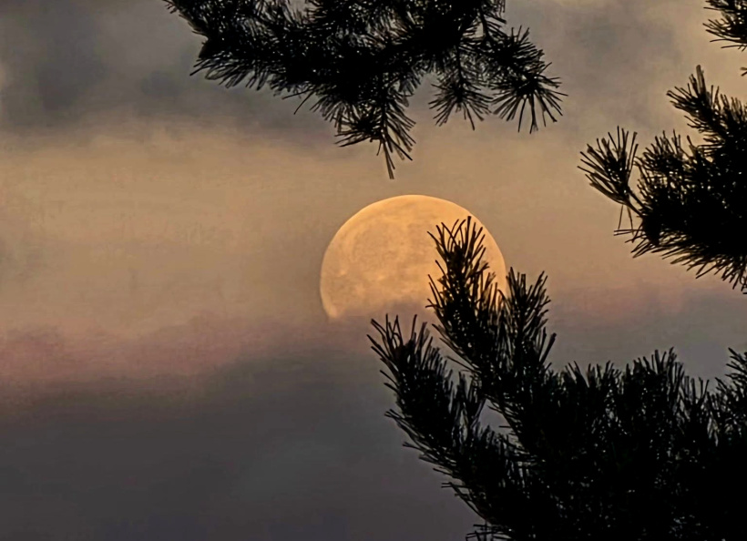 Posée sur une branche, posée sur un nuage, posée sur nos rêves... la lune, si belle.