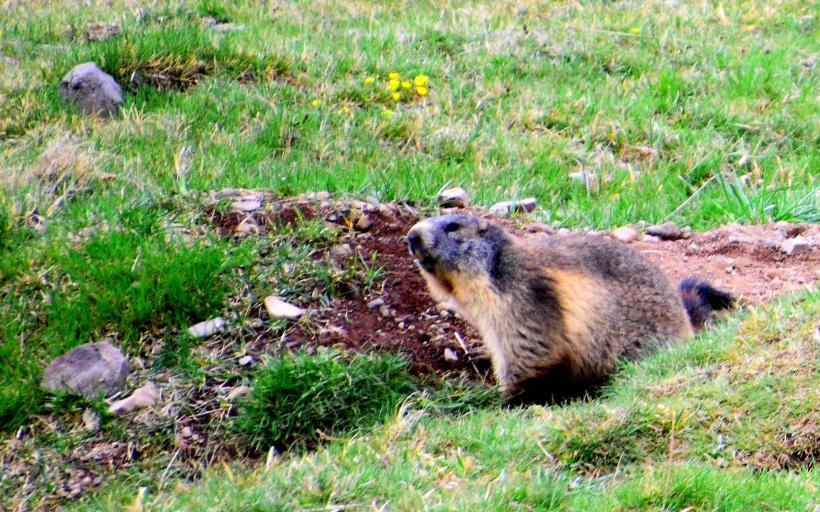 La marmotte est le deuxième plus gros rongeur de France après le castor.