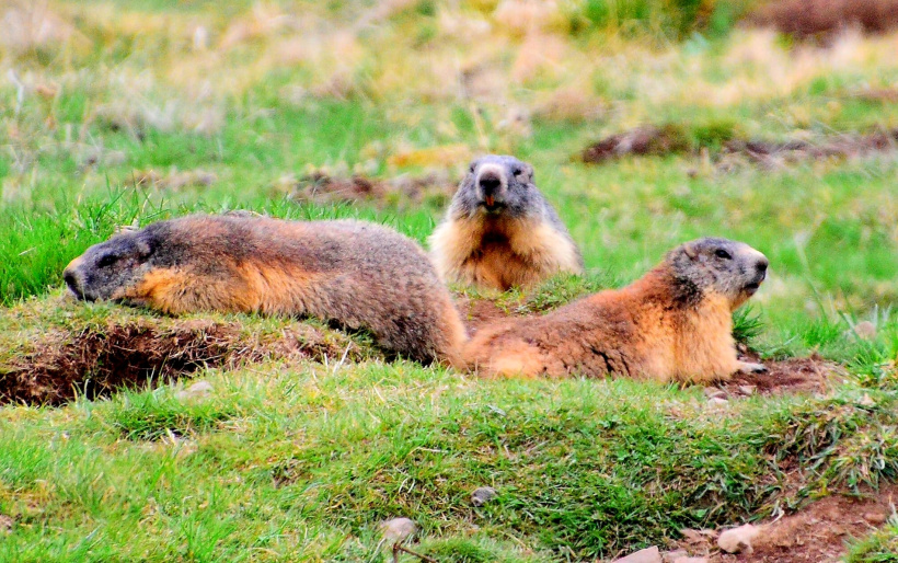 Une rencontre aussi magique qu'exceptionnelle. Des marmottes en Haute-Loire.