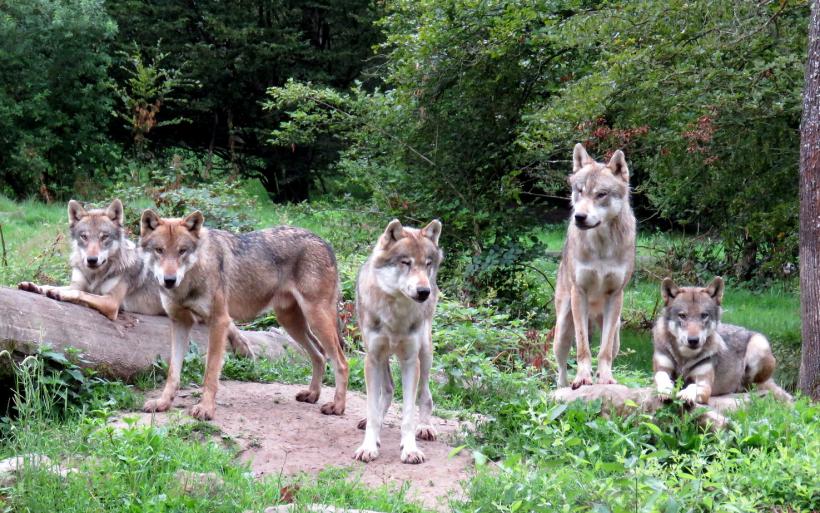 Une meute de loups gris dans le Parc animalier de Sainte-Croix (57) en 2016.