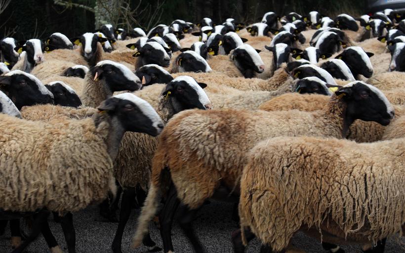 Les moutons dans le village d'Esclunes à Saint-Maurice de Lignon.