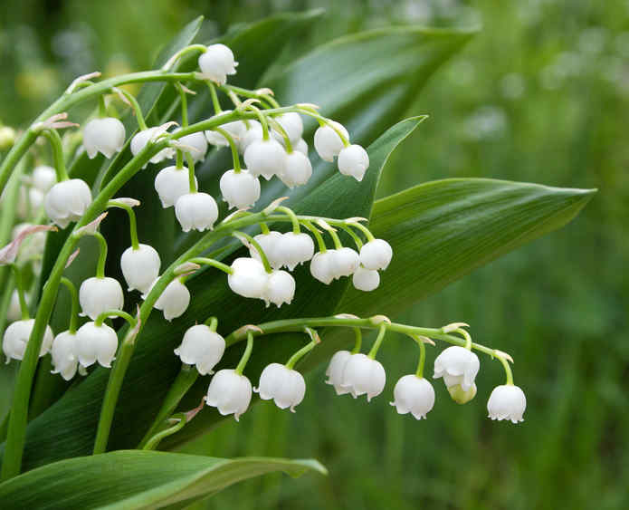 Le Muguet du 1er Mai pose plus de questions qu'autre chose aux fleuristes.