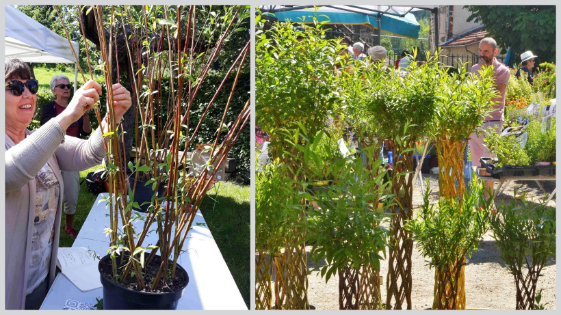 Jardins Fruités organise ce 12 mars un stage Arbre tressé en osier vivant.