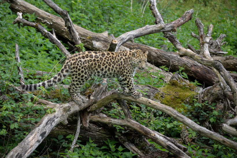 parc animalier d'auvergne