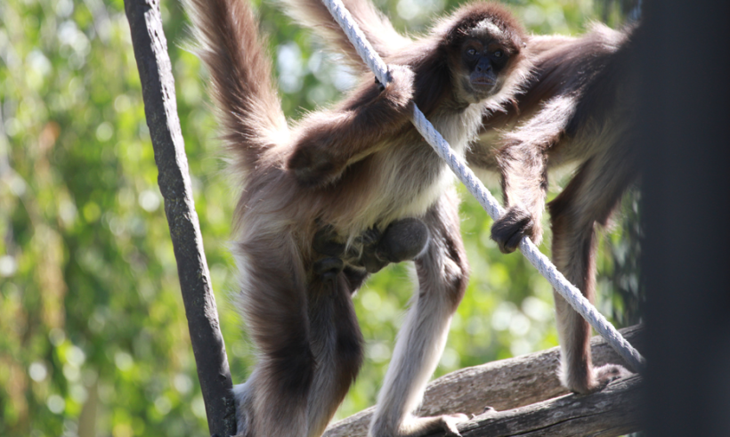 Naissance d'un atèle varié au Parc animalier d'Auvergne