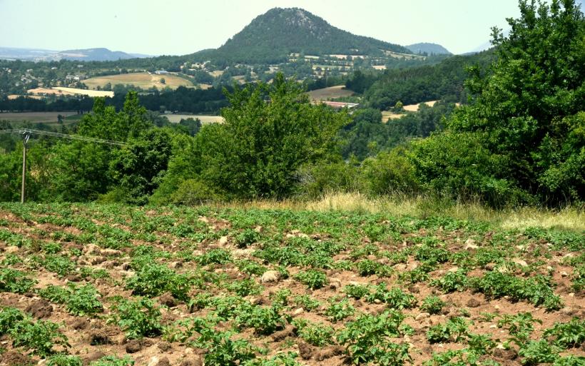 Les pommes de terre plantées par la Lutte des Sucs.