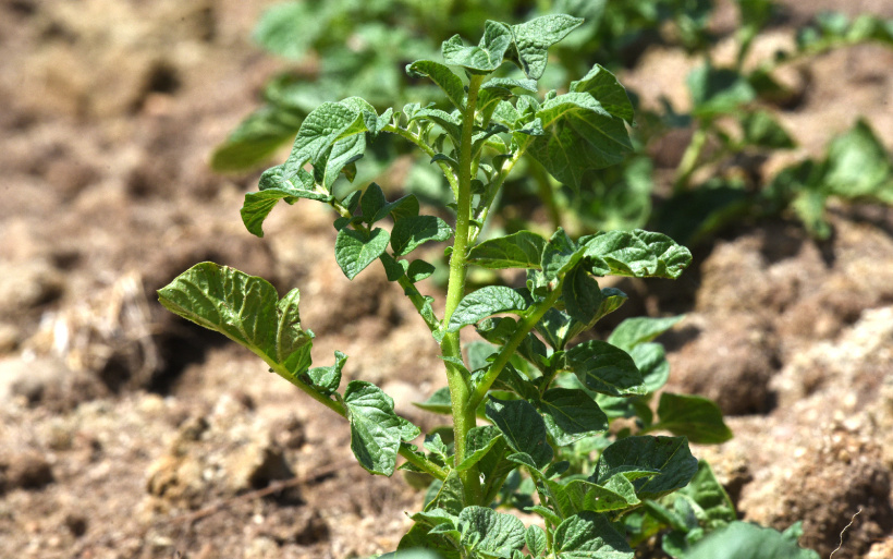 Un plant de patates sur l'un des champs inscrits sur le tracé de la 2X2 voies.