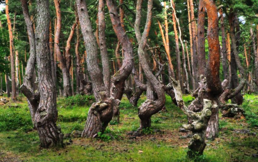 Des arbres ou des humains transformés en arbres ? 