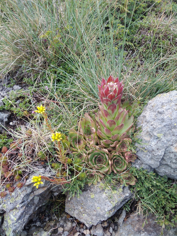La plantes hôtes de l'apollon.