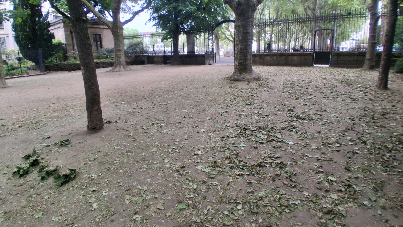 Des feuilles vertes par centaines sur le sol