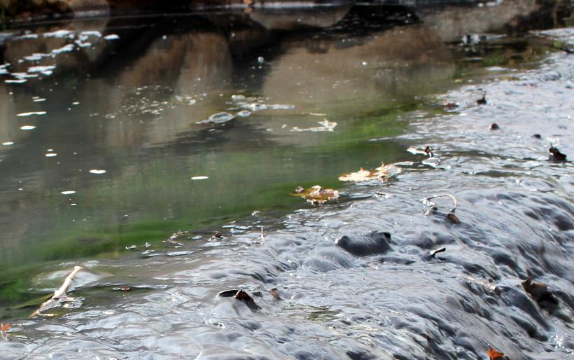 Type de pollution organique (ici, après le lagunage de Pralhac à Loudes).
