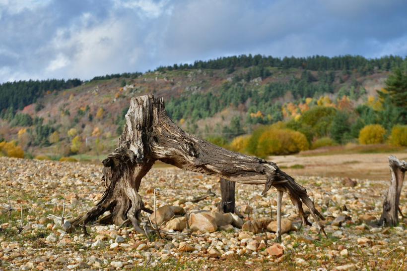 Et cet incroyable spécimen ? Que ramasse-t-il avec autant de délicatesse ?