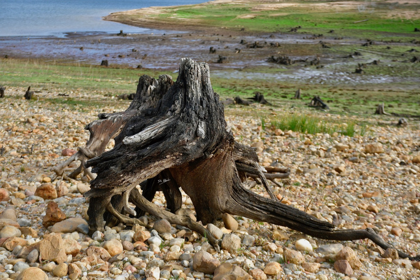 Un tourbillon de membres en bois qui se resserre comme un poulpe. 