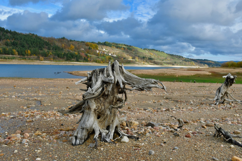 Il s'agit de la tête d'un cheval à haute crinière...