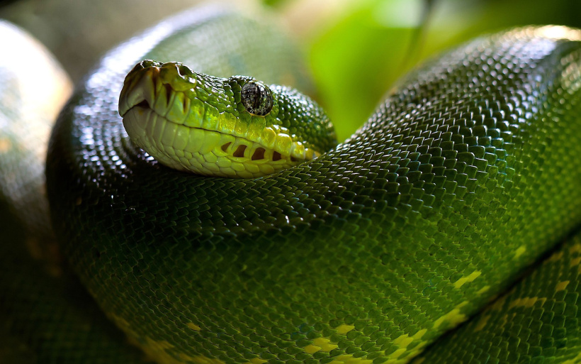Un serpent vert pour l'exposition Serpent au Puy-en-Velay