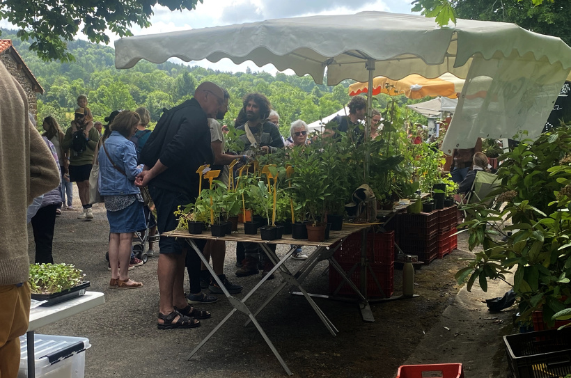 Boutures pour le potager