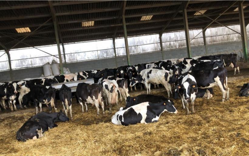 Dans la ferme du Gaec du Coupet, à Mazeyrat d'Allier.