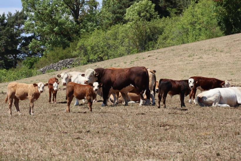 Troupeau de vaches