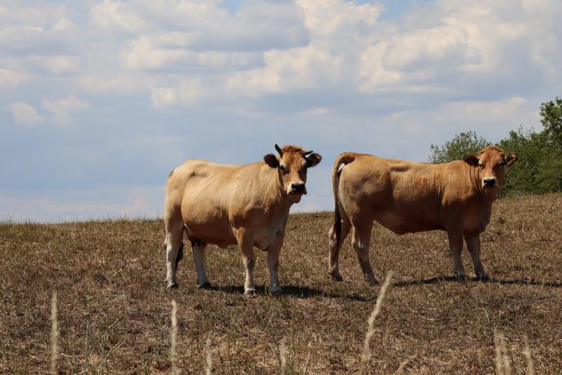 Vaches et bovins