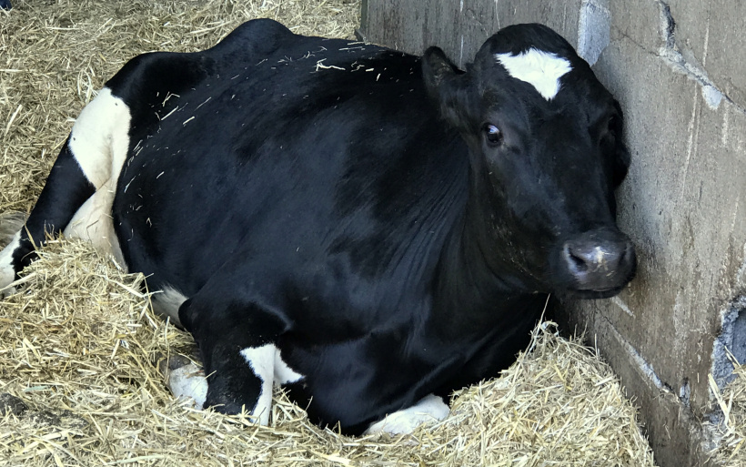 Un grand nombre de vaches sont au sol, prostrées, s'abreuvant à peine.