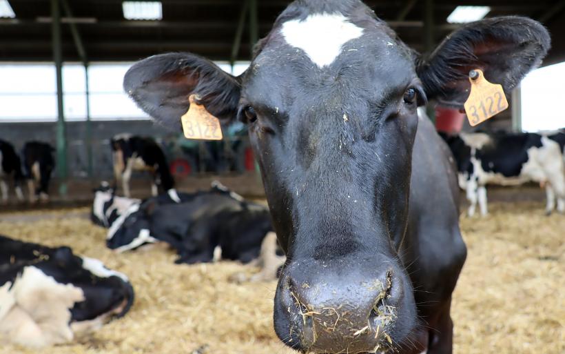 Une vingtaine de vaches et 30 veaux sont morts de façon inexpliquée en un an.