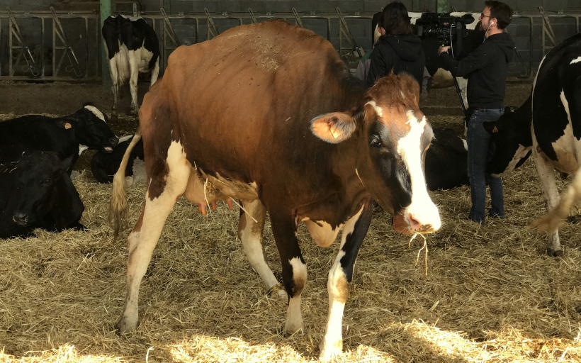 Cette vache tient à peine debout, d'autres ont la mâchoires bloquée, d'autres aveugles.