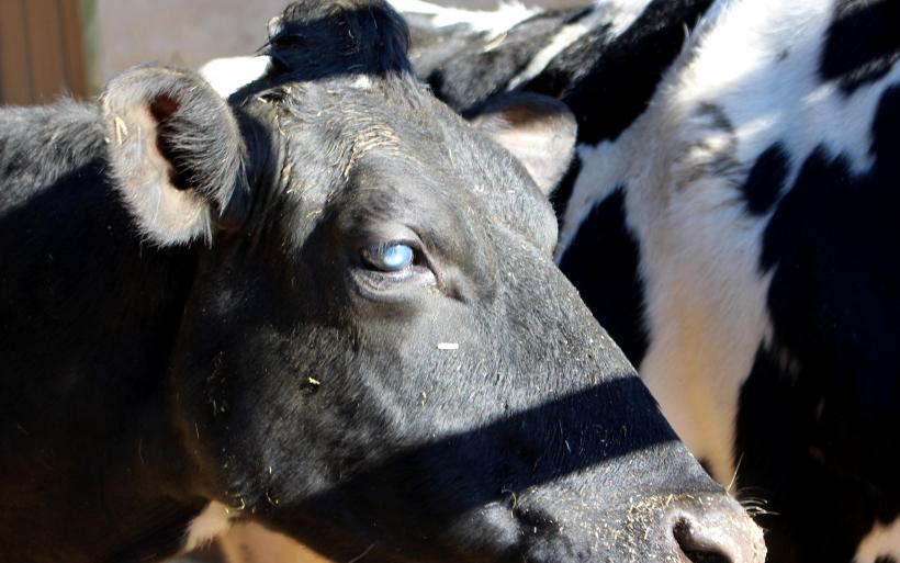 Plusieurs vaches ont les yeux malades, teintés d'un bleu opaque. 