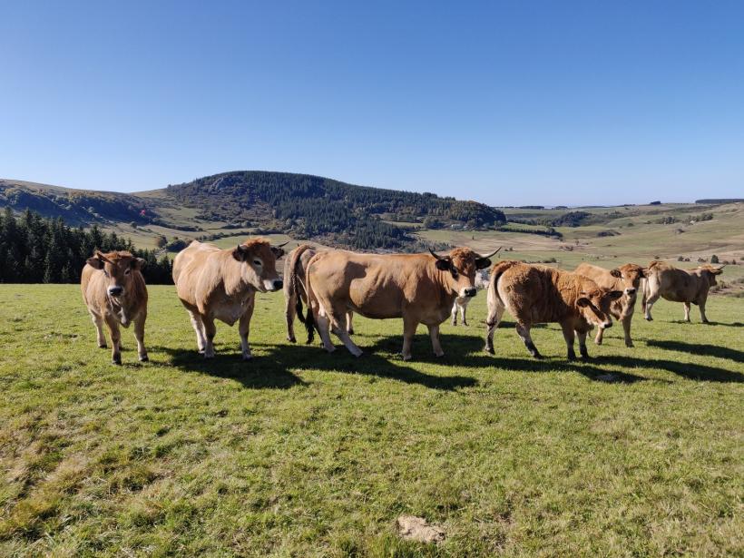 Aux abords de Chaudeyrolles sur le massif du Mézenc.