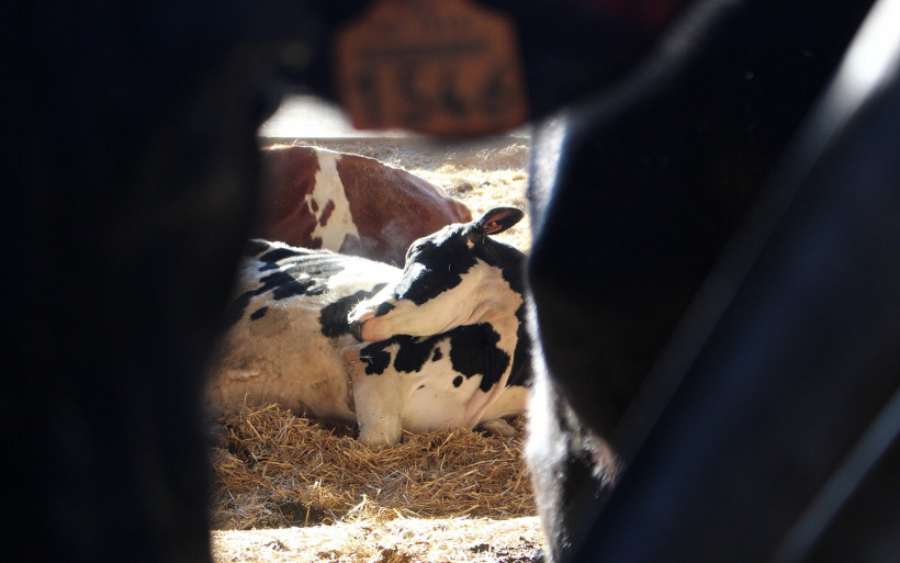 À chaque semaine son lot d'animaux morts à la Gaec du Coupet. 