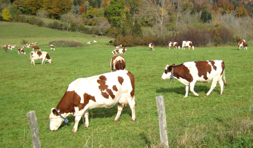 Le comté, morbier ou encore Mont d'Or... sont constitués avec le lait de la Montbéliarde. 