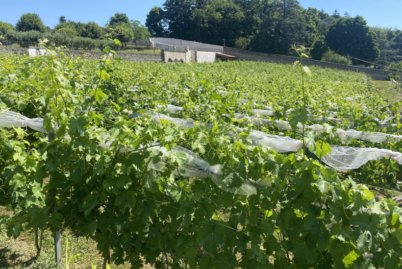 Les vignes entourent l'établissement de l'Ehpad Paradis à Espaly-Saint-Marcel.