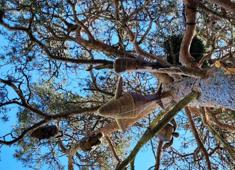 NOS RACINES SONT DES ARBRES par Collectif "Les yeux d'Argos"