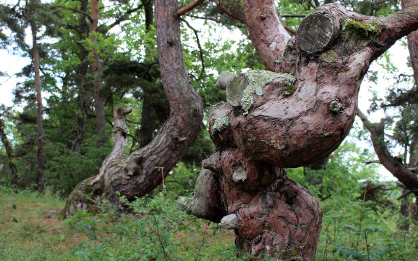 Les arbres de la Pinatelle du Zouave, témoins de l'histoire des hommes.