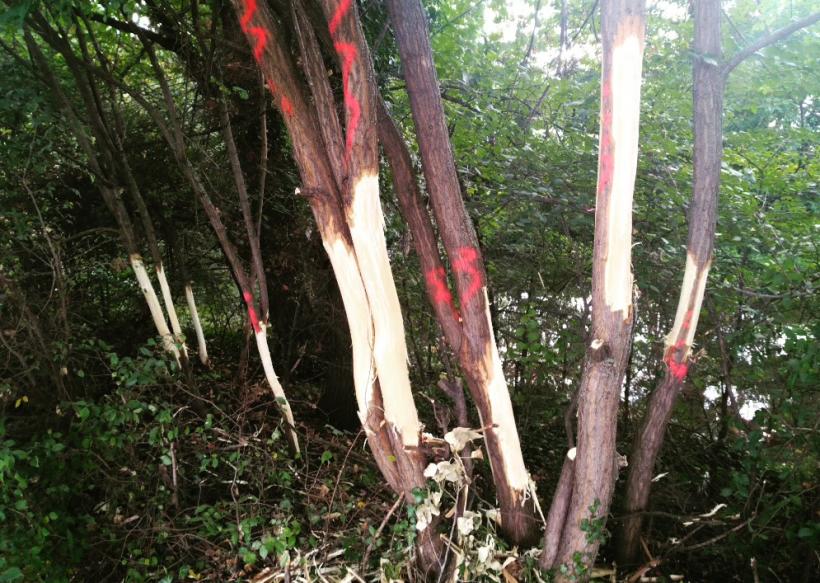 Tous appartiennent à la même essence d'arbre à savoir des robiniers faux acacia.  