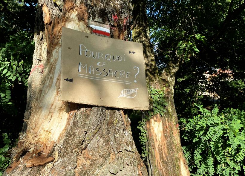 Un panneau a été apposé contre l'un des arbres scarifiés le long de la Borne. 