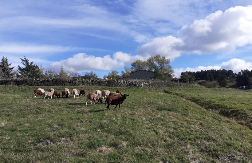 Plus proche du bourg, l'exploitation de brebis n'a pas de zone de non-réciprocité.