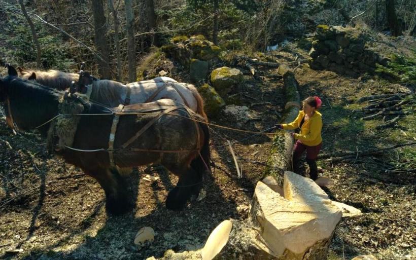 Les chevaux pour évacuer les arbres. 