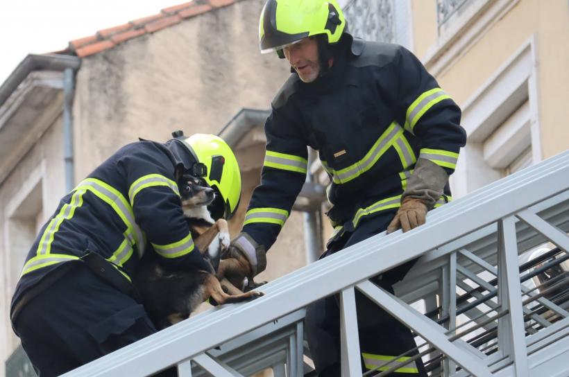 Plus de peur que de mal, même pour le chien prénommé Michel par son propriétaire. 