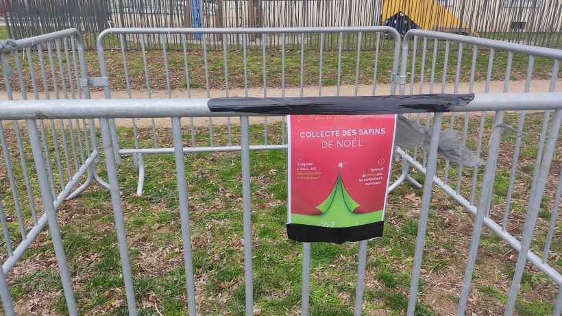 Collecte des sapins issoire