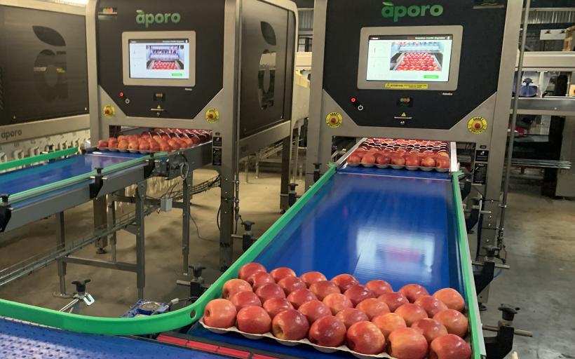 La pomme française passée au détecteur de défauts dans le Vaucluse. 
