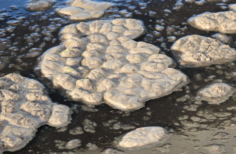 La matière organique en plein travail dans le bassin d'aération